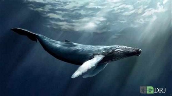 دیپروتد تنهاترین نهنگ دنیا
